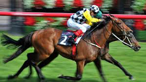 promo-melbourne-cup-lrg